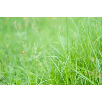 Lawn Grass